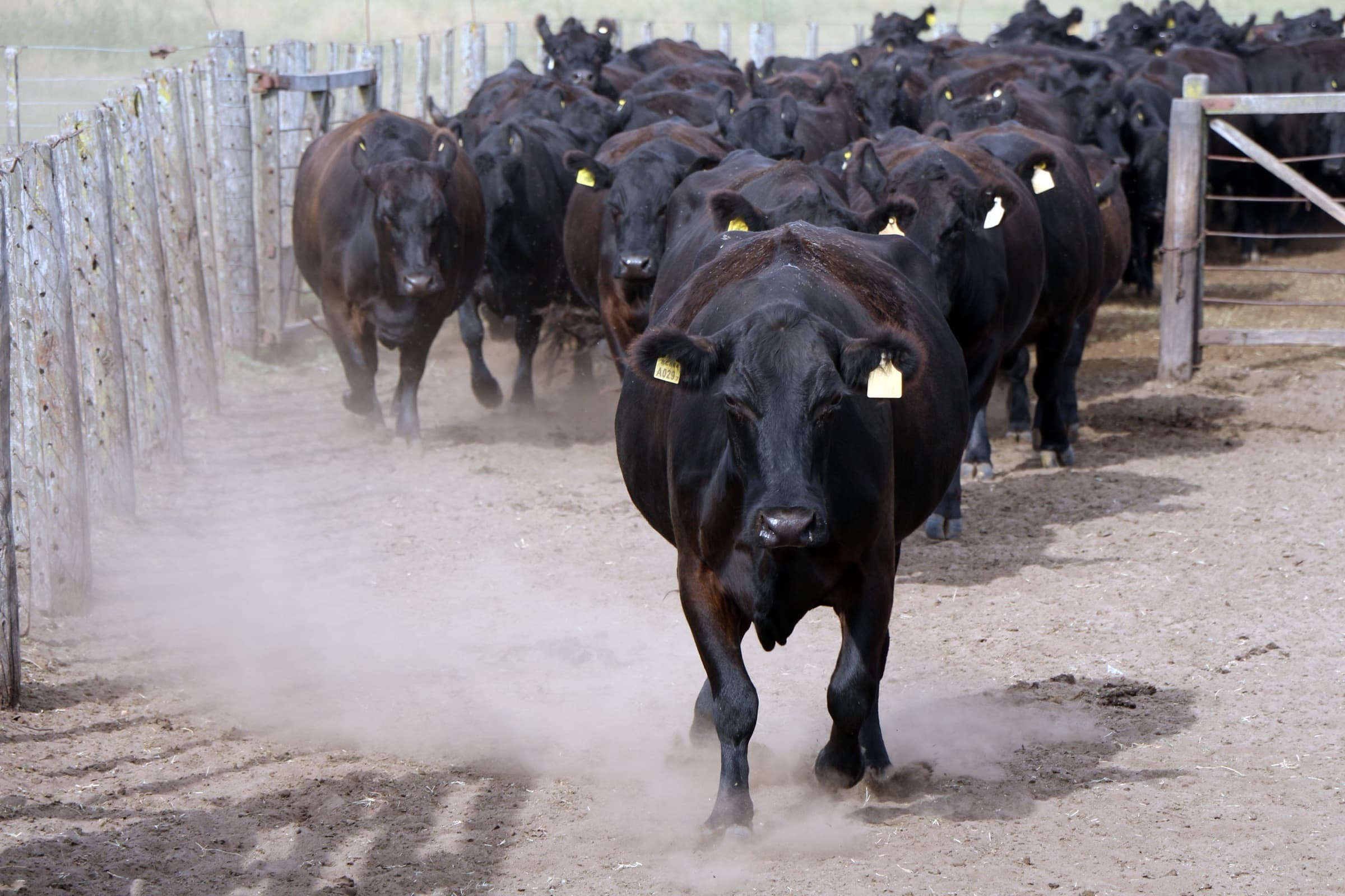 Hacienda Angus avanzando por una manga de corral