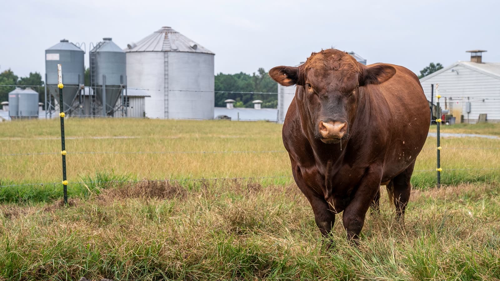 Toro Angus colorado en el campo